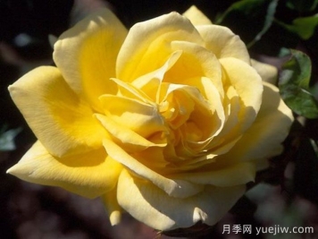金色太阳月季/金太阳月季