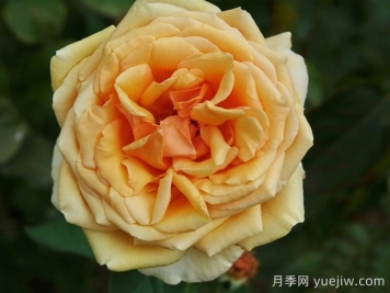 瓦伦西亚月季