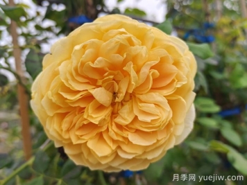 黄金庆典月季/金色庆典