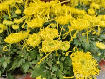 菊花虫害如何防治？