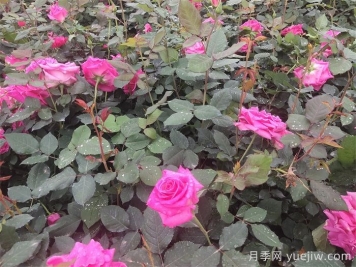 甘肃天水甘谷两代人的月季梦