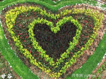 天水甘谷：月季悄然盛放，游人纷至沓来