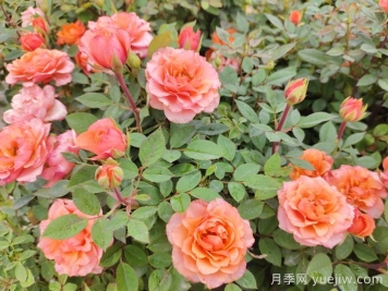 月季黑星病应该如何防治