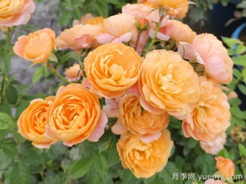 3种经典微型月季，阳台养月季首选，开花勤快少生病