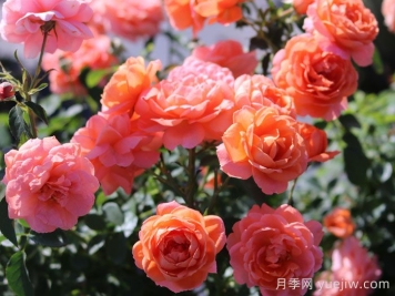 渔歌月季