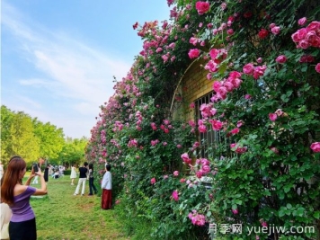 石家庄有什么月季打卡好去处？看市花月季花墙到这里
