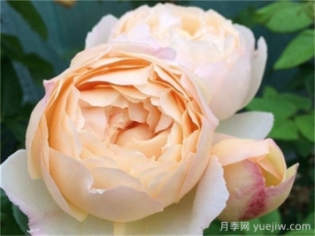 如果花园里只能种5棵月季，你选奥斯汀吗？