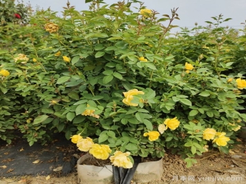 月季在月季花篱和月季花边中的运用