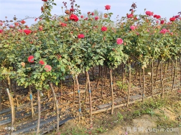 炎热的夏天如何加强月季植株田间管理？