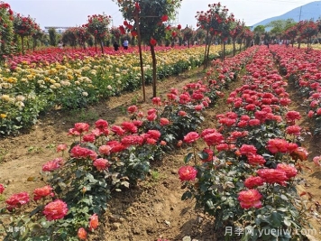 南阳月季主要作盆栽观赏、点缀草坪和布置色块