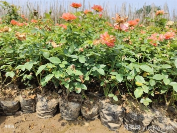 盆栽月季夏季如何养?夏季盆栽月季的养护方法 盆栽月季夏季如何养?夏季盆栽月季的养护方法