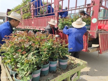 冬天怎么修剪月季？立春后怎么扦插月季？