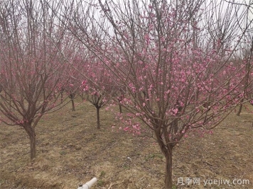 冬季种植绿化苗木养护知识