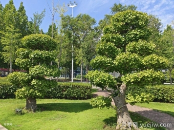 十大适合种植的绿化树