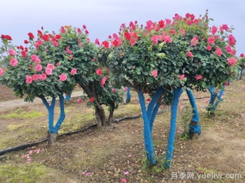 移栽运输树桩月季苗木需要什么手续？