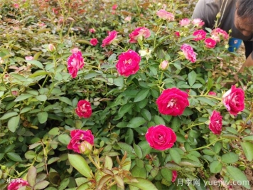 移栽花木浇水的四大原则运用