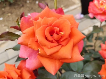 月季，每一花都是独一无二的魅力