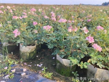 月季花叶子发黄怎么回事？4个原因