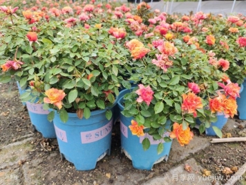 适于阳台栽种的花卉种类