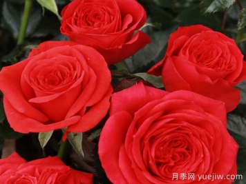 玛斯兰月季/永远的马斯兰月季