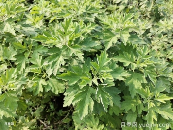 驱蚊花草种类以及效果大比拼