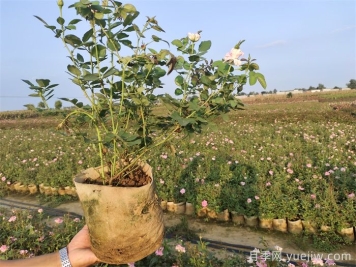 夏秋交替月季复苏，黄叶变多怎么办？