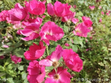 扬州适合养月季花吗？市花和市树是什么？