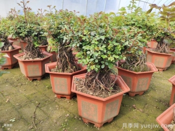 靠电商直播能拯救月季苗圃吗？