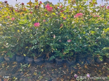 刚栽的月季能不能晒太阳? 刚栽的月季能不能晒太阳?