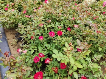 如何判断月季需要施肥? 如何判断月季需要施肥?