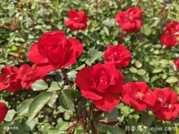 河南三门峡园林绿化适合种植月季花吗? 河南三门峡园林绿化适合种植月季花吗?