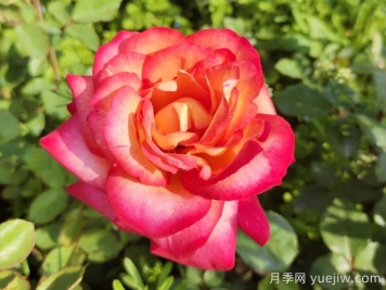 大花月季是否每个月都开呢? 大花月季是否每个月都开呢?