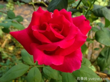 肯塔基达比月季/肯德基达比