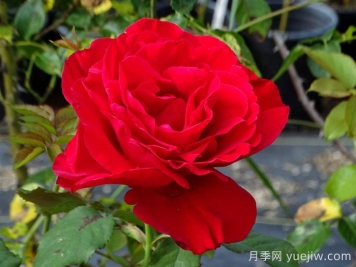 传奇月季/约瑟芬月季