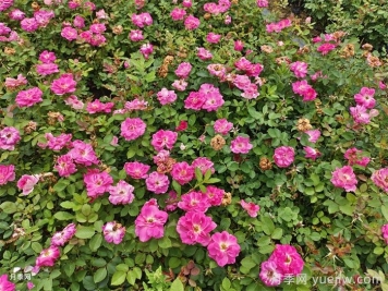 立秋之后移栽苗木养护技巧