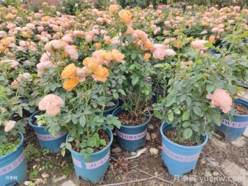 秋天阳台最该养的花，越养越惊艳