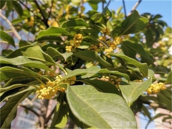 金秋桂花香，10首最美桂花古诗词