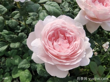 虹越：欧洲月季的16年引进史