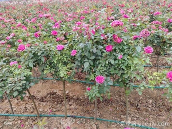 雨季园林绿化苗木施药注意事项