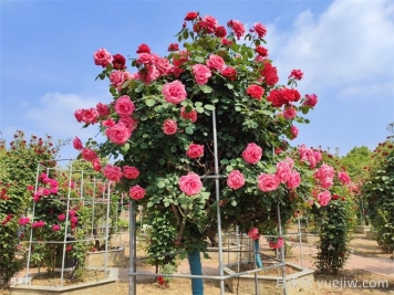 如何进一步提高石桥月季的市场竞争力? 如何进一步提高石桥月季的市场竞争力?