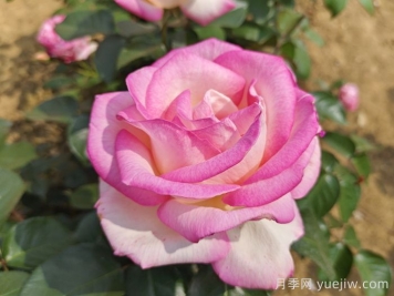 推荐最受欢迎的9种花卉盆栽，一盆就美爆