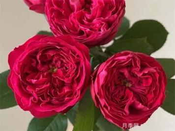 月季鲜切花的保鲜方法