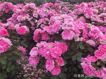 丰花月季开花期的养护管理