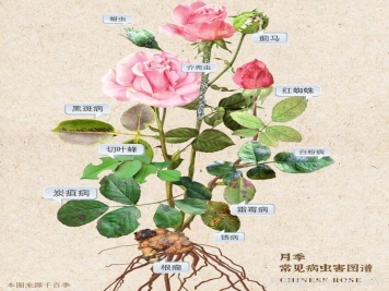 月季花的病虫害防治方法