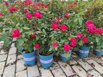 阳台花园打造的6大技巧