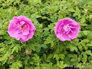 平阴玫瑰：玫瑰长芬芳