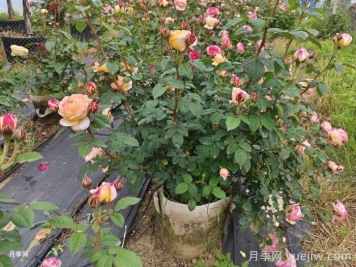 十月园林行业养护管理措施汇总 十月园林行业养护管理措施汇总