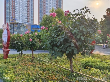 北方乡村绿化的主要苗木品种推荐和配置之道 北方乡村绿化的主要苗木品种推荐和配置之道