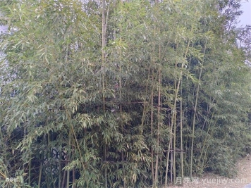 竹子长出来的侧枝能去掉吗? 竹子长出来的侧枝能去掉吗?