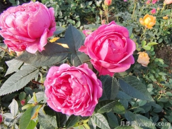 芜湖市花市树是什么？芜湖适合种月季吗？